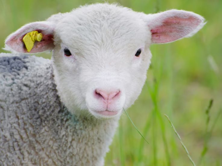 La Fête de l'animal en ville pour sensibiliser au bien-être des animaux à Paris
