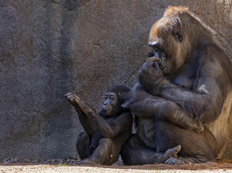 Covid : plusieurs animaux testés positifs au coronavirus dans des zoos américains