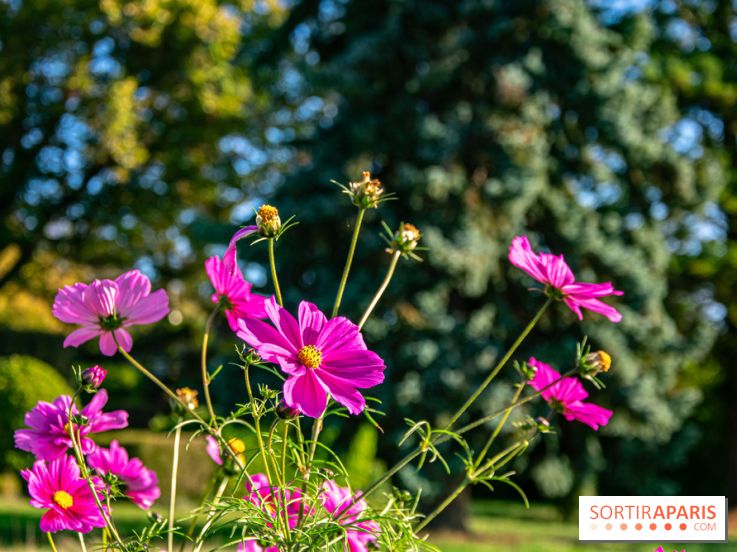 fleurs nature visuels actualités