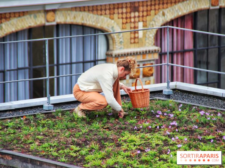 Des ateliers hors du temps pour cultiver le safran sur les toits de Paris