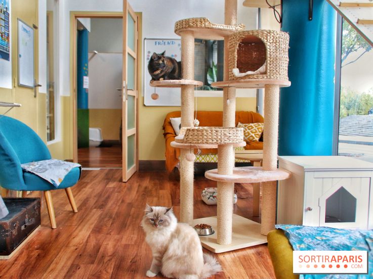 Le Moustache Pension, un hôtel pour chats douillet qui accueille vos compagnons à Paris