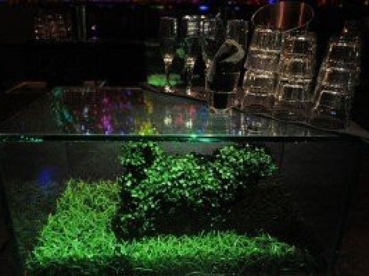 écologie, boite de nuit écolo, bio