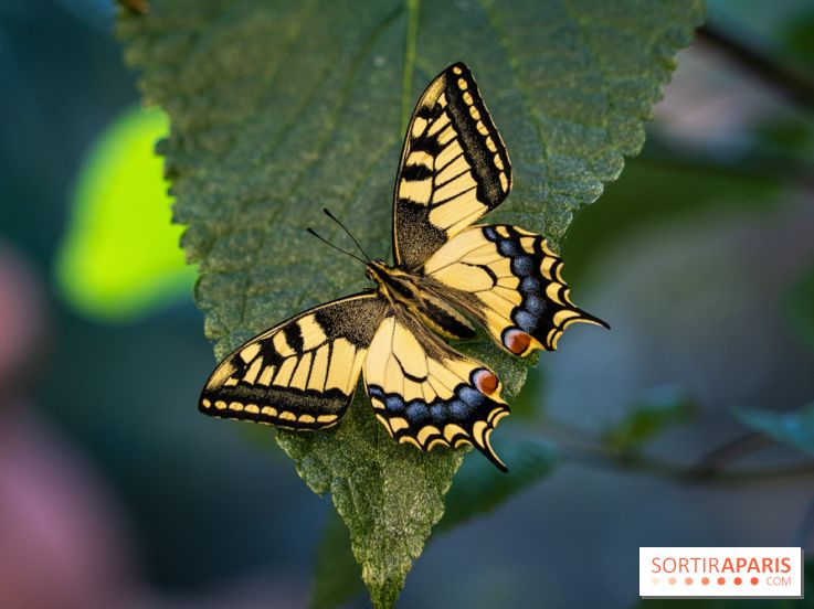 La Serre aux Papillons du Parc Floral 