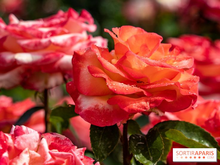 Photos : La Roseraie du val-de-Marne