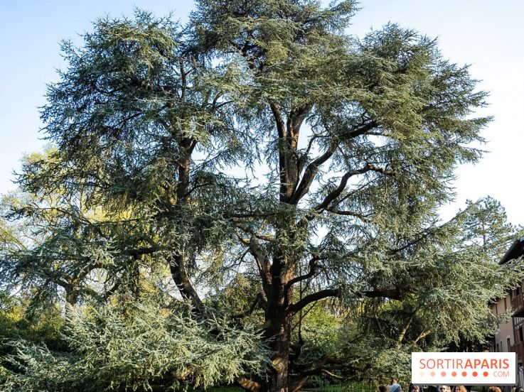 Arboretum de la Vallée-aux-Loups, une balade au milieu des arbres remarquables