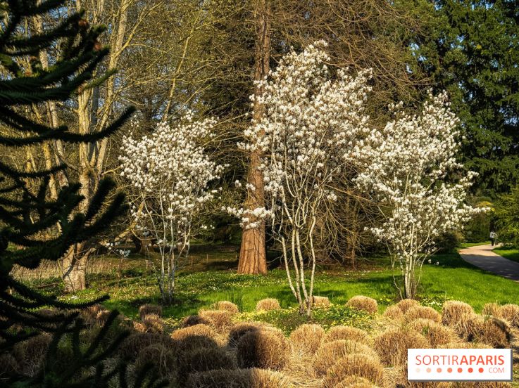 Arboretum de la Vallée-aux-Loups, une balade au milieu des arbres remarquables