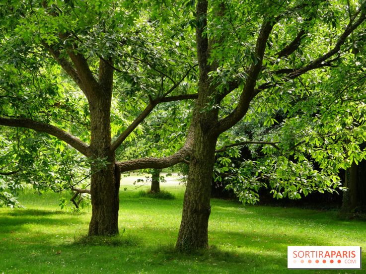 Arboretum de la Vallée-aux-Loups, une balade au milieu des arbres remarquables