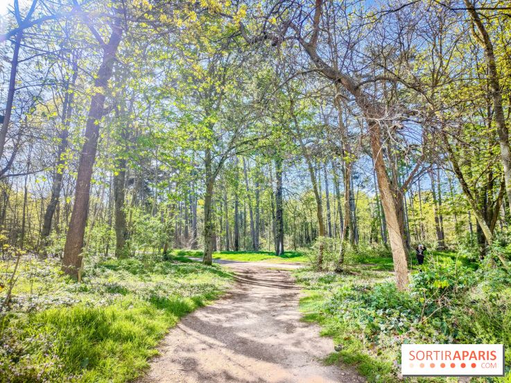 Visuels Paris - forêt bois de Boulogne nature soleil printemps