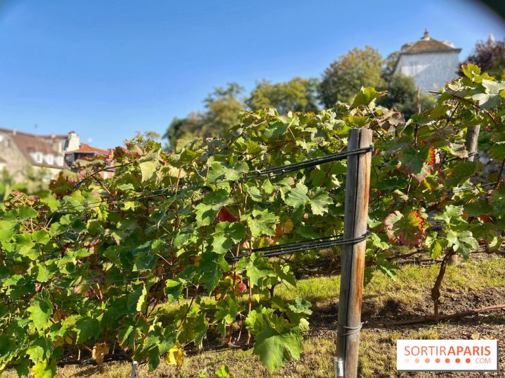 Visuels Paris - Clos Montmartre - Vignes