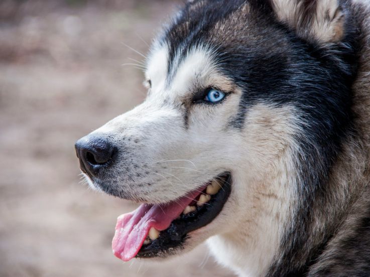 Au cœur de la meute, les balades façon cani-rando en forêt, à découvrir dans le Val-d'Oise