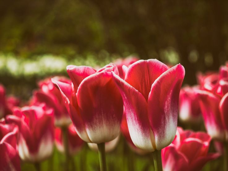 Tulipes