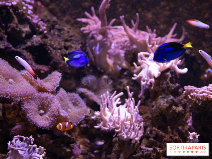 Vacances de Pâques 2019 à Sea Life Paris : invitations