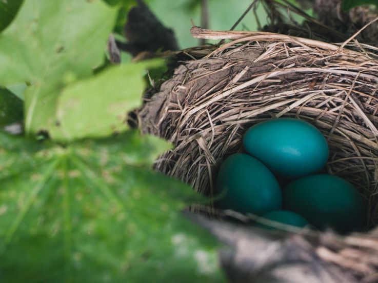 Chasse aux oeufs la Faisanderie de Sénart