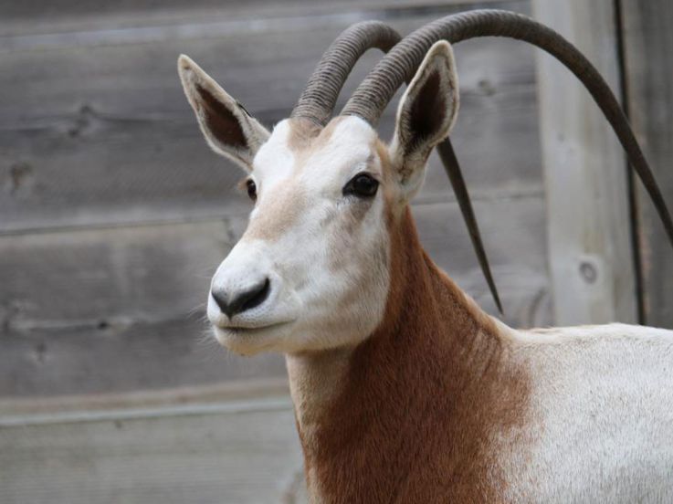 Naissance de deux Oryx Algazelle à Thoiry
