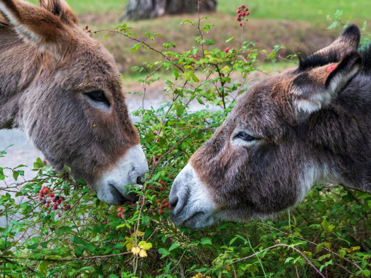 Ferme Saint-Hilliers