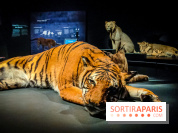 Félins, l'exposition qui nous fait craquer au Muséum national d'Histoire naturelle - photos - IMG20230321102113