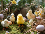 Visuels chasse aux oeufs de Pâques  - Chasse aux oeufs de Pâques poussins (1)