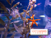 Aquarium Sea Life - IMG 8287