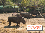 Zoo de Thoiry 2023 - Rhinocéros