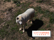 Zoo de Thoiry 2023 - Loup arctique