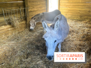 La ferme de la Villette et ses animaux