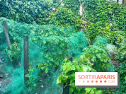 Vignes vendanges - visuels - image00016