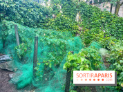 Vignes vendanges - visuels - image00018