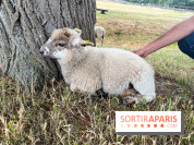 La ferme de Saint-Cyr l'Ecole - image00073