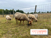 La ferme de Saint-Cyr l'Ecole - image00033