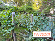 Vignes de Belleville - image00007