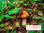 Le sentier des Maréchaux à Senlisse - Vallée de Chevreuse -  champignons