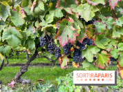 Vignes Montmartre