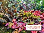 Automne Tropical 2023