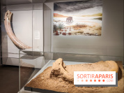 Dans la Seine : une expo de la Crypte archéologique dévoile les objets retrouvés dans la Seine  - IMG20240130101744