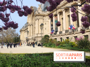 Visuel Paris 8e - Petit Palais printemps cerisiers fleurs 