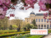 Visuel Paris 5e - jardin des plantes - museum - printemps - cerisiers