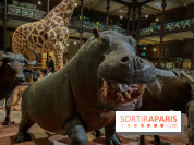 Grande Galerie de l'évolution- visuels 2024 - image00042