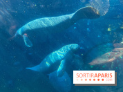 Zoo de Vincennes, Parc zoologique 2024 - lamantin