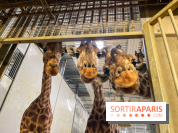 Zoo de Vincennes, Parc zoologique 2024 - girafes