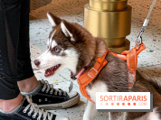 Le Doggy Brunch : le brunch gourmand entre chiens et maîtres à l'hôtel Kimpton Saint Honoré Paris