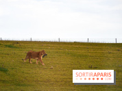 Le Royaume des Lions, l'hôtel immersif à la Lumigny Safari Reserve - nos photos - AF274443 0D37 4C96 9312 8AA58749569C