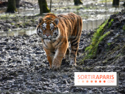 Lumigny Safari Reserve - nos photos - image00030