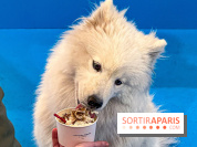 Je T'aime Comme Un Chien : food, mode, déco ... une expo qui a du chien au Bon Marché Rive Gauche - image00030