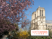 Le Square Viviani devant Notre-Dame de Paris