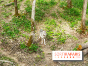 La Forêt des Loups