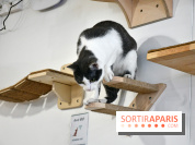 Koneko Work : le café coworking pour travailler en compagnie des chats
