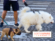 La Marche des animaux à Paris : défilé gratuit, ouvert aux chiens, chats ... sur les Champs-Élysées