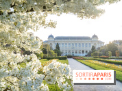 Les floraisons exceptionnelles du Jardin des Plantes 2026 : tulipes, coquelicots et cerisiers - photos
