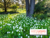 Le Parc de Bagatelle au printemps, cerisier, tulipes et jonquilles - photos - A7C00790