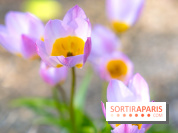 Le Parc de Bagatelle au printemps, cerisier, tulipes et jonquilles - photos